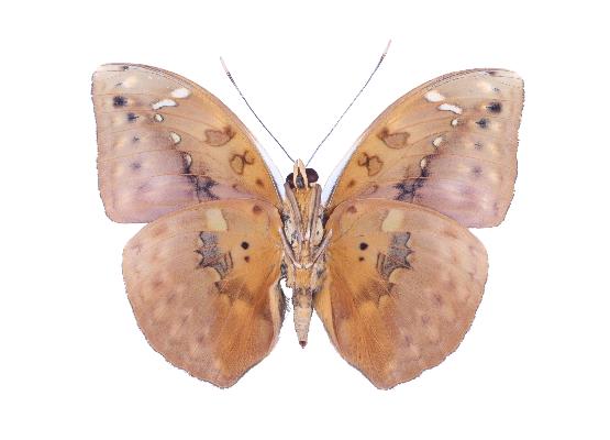 Bebearia arcadius male UNS